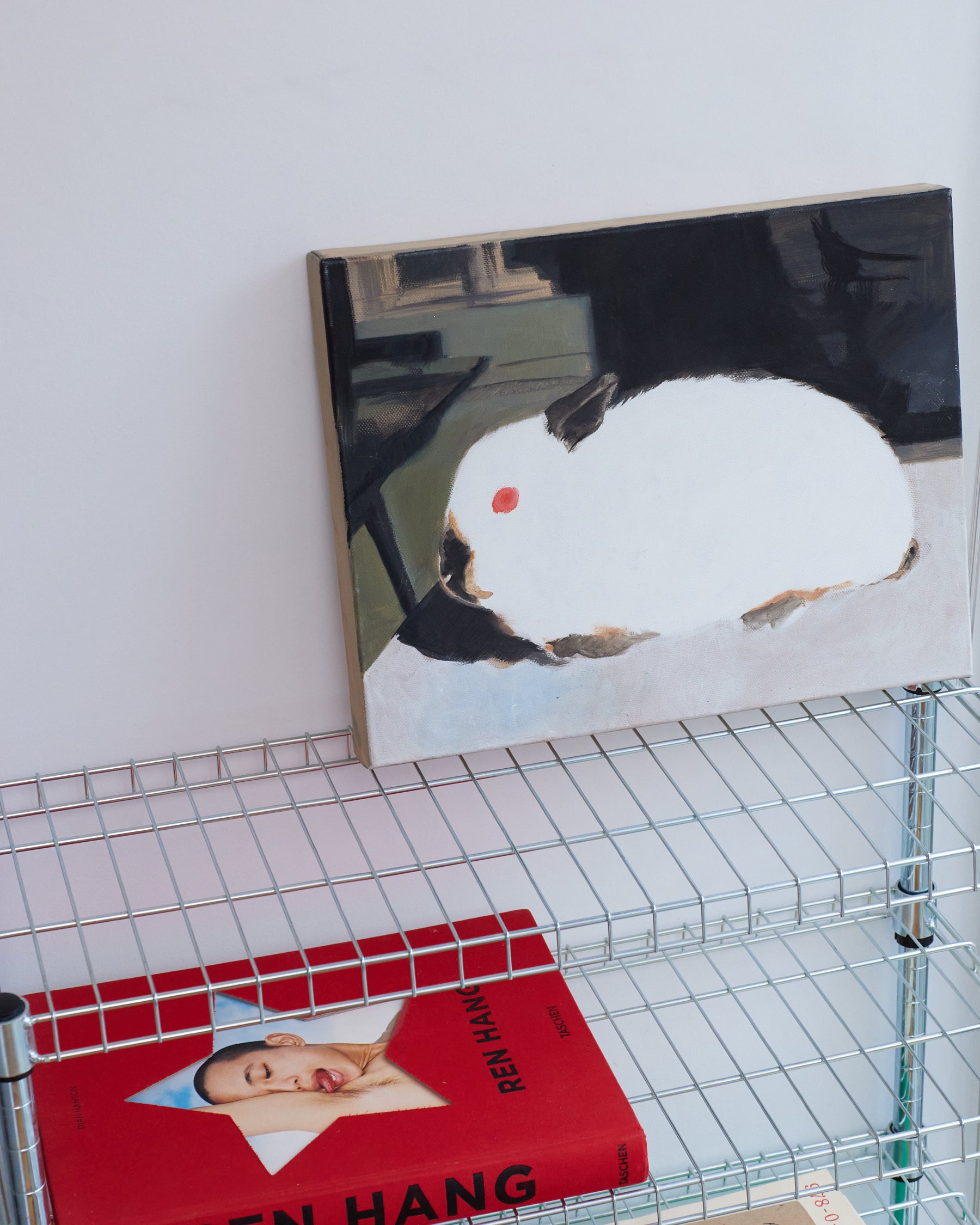 Untitled (Himalayan Netherland Dwarf)